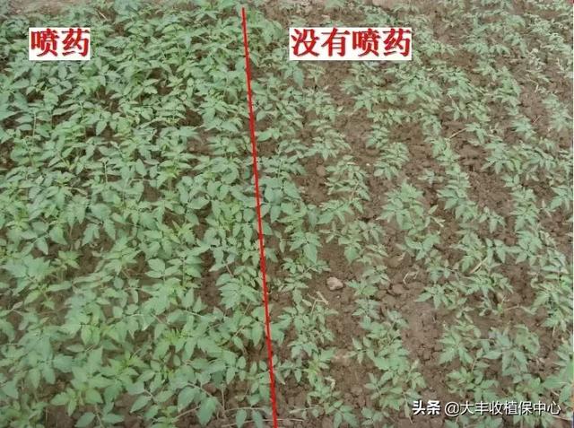 什么？喹啉铜杀菌防病这么神奇？我惊了