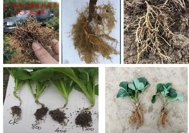 鑺辩矇澶氱硸鍜屾皑鍩洪吀鑲ュ摢涓墠鏄綔鐗╀績鏍归閫夛紵鍚惉涓撳鎬庝箞璇? onerror=