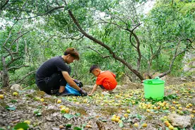 广东粤东最大的梅园丰收了，上万亩青梅，7毛钱一斤也太便宜了图片