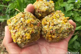 白天吃素，夜晚喜荤！鱼儿的“食性转换”有四个规律，饵无万能图片