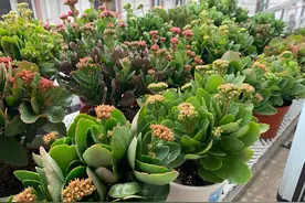 她对长寿花“痴迷”，2个阳台、6个窗台都摆满了，过年开成花海图片