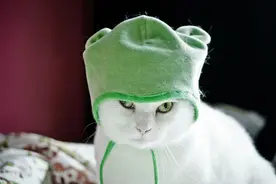 母猫交配结束后，为什么还要不顾一切转头咬公猫？图片