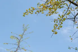 在地铁边看存在了两亿七千万年的树图片