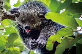 云南出现香甜体味的灵猫，身形酷似黑熊，却有些雌雄难辨图片