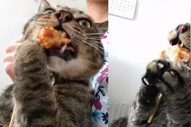 猫咪为了“偷吃”能有多拼？这些猫简直“成精”了图片