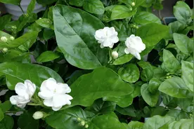 八月份给茉莉花再剪一刀，新芽萌发快，还能再开两茬花图片