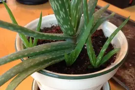 想要养殖芦荟观赏、美容？这么分株、盆栽最易爆盆，操作简单图片