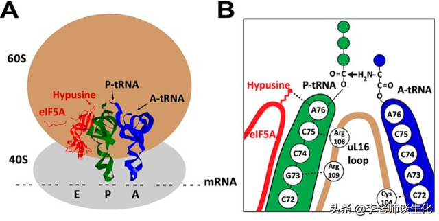 氨基酸衍生物代谢（二）