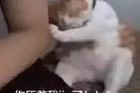 "仅你可见"8.13可爱小猫咪表情包图片