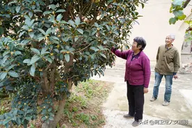 67岁农民大叔家16年生金桂树，1年开花2次，3万元不卖图片
