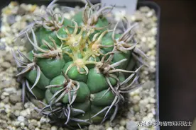 我也终于有海王了！狂野系的仙人球买到了图片