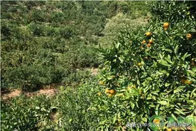 3月可以种什么水果？三月份果树种植管理指南图片