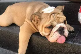 从体温调节角度浅谈狗狗中暑的原因与应对措施图片