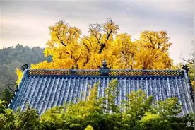 日照十大著名旅游景点，九仙山景区内奇峰林立，上不见巅，下不见路，奇观异景比比皆是图片