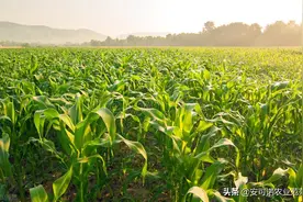 玉米芽子不要掰 有五大好处？看完你就笑了图片