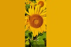 这花花世界图片