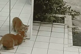 10美元的土猫托运费上万！十位南宁铲屎官的吸猫史图片