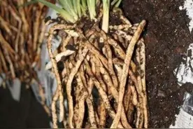 植料二次处理，兰友们知道吗？图片