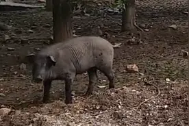 猪种的演变 从黑猪到白猪 得不偿失么？图片