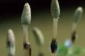 农村一种野草，农家人都十分厌恶它，殊不知用处很多价值也高图片