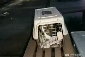 边牧被塞进小箱子，丢在路边，获救后它唯唯诺诺的样子让人心疼图片