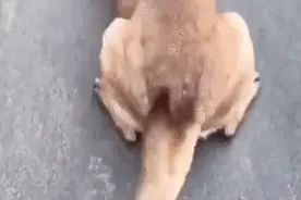 主人带狗子去动物园，回来连走姿都变了，人：指定和鳄鱼称兄道弟图片