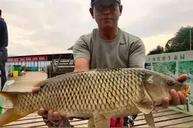 庐山西海瑶池湾爽钓大鲤、大鲂图片