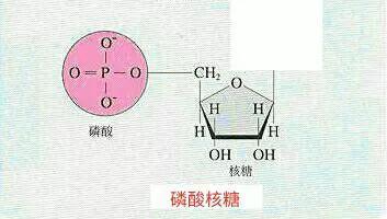 《宇宙的秘密全部揭开（二十四）分子生物学》