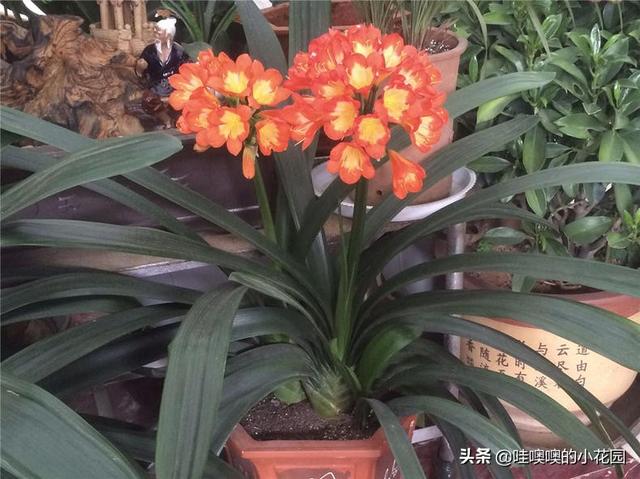 养君子兰、兰花，盆里加3料，白根粗壮，叶片挺拔，开花娇俏