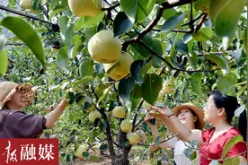 孟津县会盟镇：早熟梨园果飘香图片