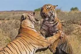 5只华南虎送非洲，产仔近30只，有的咬死有的安乐死，如今无人管图片