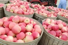 早熟果嘎啦苹果上市，果农冷库剩余红富士苹果和嘎啦苹果终极PK图片