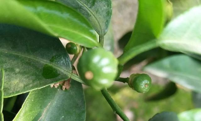 婧冪枴鐥呭浣曟牴娌伙紵鏌戞鎬庝箞鍍忓崡鐡滀竴鏍凤紵鑶ㄦ灉绋虫灉鍙互杩欎袱涓偉涔堬紵