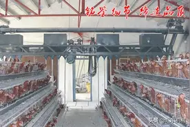 肉鸡屠宰自动化流水线都需要经过哪些操作环节？图片