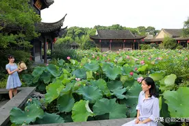 宁波哪里可以赏荷花？十处赏荷地，任君选择图片