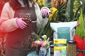 海妈园艺课堂 |8大类月季冬季修剪方法与注意事项图片