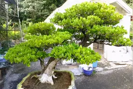 院子里养4种花最好运，大气有生机，寓意真是好图片