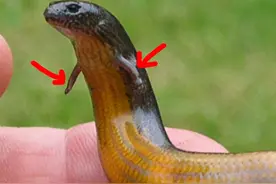 已知唯一的案例，澳洲蜥蜴可以边下蛋边产仔，它处在进化过渡期图片