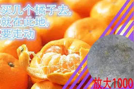 显微镜下的橘子，放大1000倍后，内外的细胞如此相似视频封面
