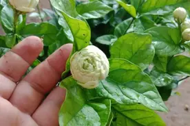 茉莉中的“虎头”系列，花瓣多香味大，3个做不好，花苞打不开图片