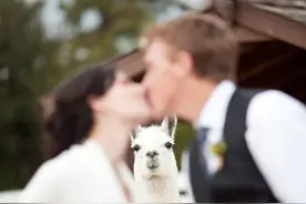 如何在婚礼上抢镜，第二张最过分，第八张有点难堪图片