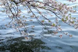 【上联】水岸飞花轻似梦图片