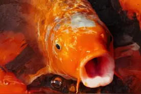 来自锦鲤的呐喊！锦鲤消瘦还趴缸，别担心，看完本篇对症下药图片