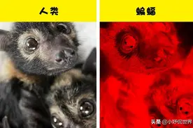 与人类相比，10种动物的眼中所看到的世界的样子图片