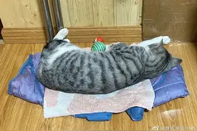猫咪患上怪病久治不愈生命垂危，医生：打一顿就好了！图片