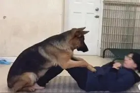 女主人想锻炼身体，让狗狗来帮忙压腿，下一幕却令人脸红图片