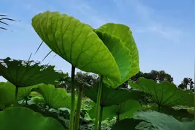 “太阳打西边出来了”英语怎么说？图片