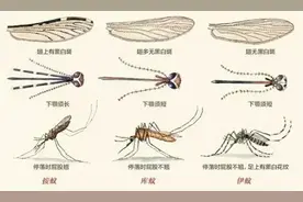 “蚊子高峰期”来了，咬你的是不是它图片