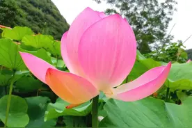 池塘里盛开的荷花图片