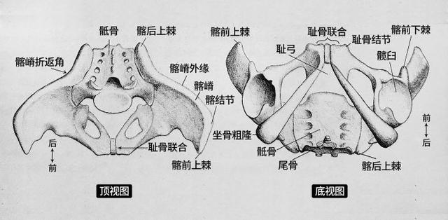 练瑜伽,这些基础的骨盆解剖知识要掌握(骨盆有哪些骨骼构成) - 冷求网